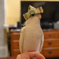 aplasticshark:  nestregards:  you’ve been visited by money birb. reblog and good fortune will come your way.  nice hat   tf2 new hat?