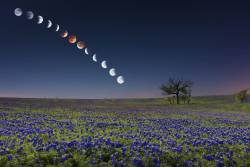 gasoline-station:  A Blood Moon Over Bluebonnets: The Lunar Eclipse in Texas Picture: Mike Mezeul Source: NBCNEWS  gorgeous. and i got to see it this year! FINALLY!