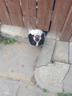 penspride:  I was walking home today from my friend’s house and I walked past a house and this dog just stuck his head underneath the fence.  