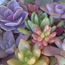 yadira-plants-are-friends:  Lindos colores de succulents soo cute