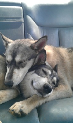 awwww-cute:  Huskies in love :) 
