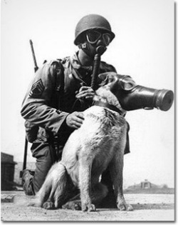 zestyroll:  Gas Masks for Dogs in WWII— Dogs were used during the war for patrol duty, scouting, anti-sabotage duty, message delivery and even sometimes mine detection (via 11 Old War Photographs You Won’t Believe Aren’t Photoshopped | Cracked.com)
