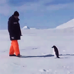 andiamburdenedwithgloriousfeels:  rebelliousfairy:  cassbones:  leonardodicrapio:  Leonardo DiCaprio gets attacked by a penguin during a trip to the Arctic in 2006  &ldquo;OMG MR DICAPRIO I’M A HUGE—OMG ARE YOU ALRIGHT?&rdquo;  Oscar worthy   Yeah,