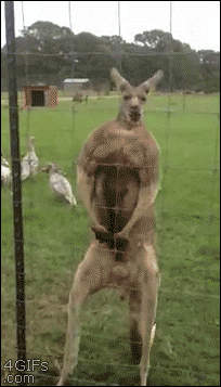 4gifs:   Buff kangaroo poses for the camera. [video] 
