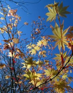 nudusforis:  New Maple Leaves. Goodbye Winter!
