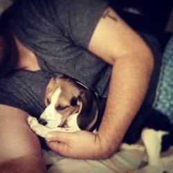 #puppy #Beagle #cute
