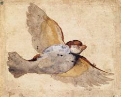 renaissance-art:     Giovanni da Udine  c. 1515-1520   Study of a Flying Sparrow   