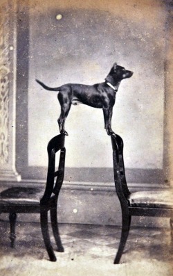 Clyde, le chien entre deux chaises, 1960.