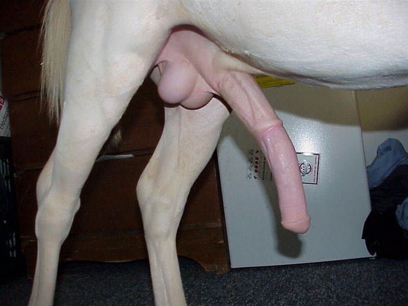 Horse cock dick penis