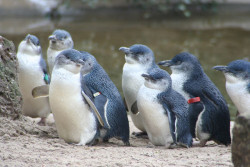 fckyeah-penguins:  Penguins on parade by NOR071 on Flickr. 