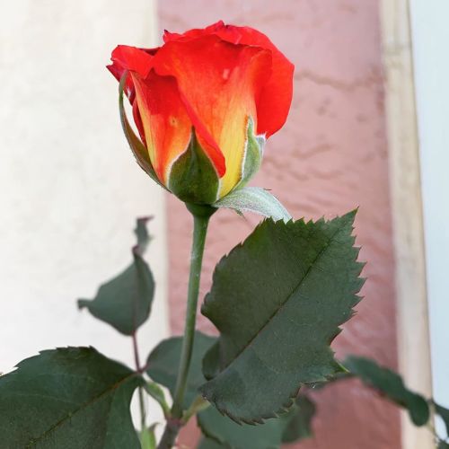 Rose #rose  (at Hacienda Pèrez-Garcia) https://www.instagram.com/p/CBheB85Dcjc/?igshid=4zt6xh75hcp8