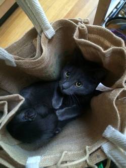 awwww-cute:  I thought the shopping bags were a bit heavy   What I&rsquo;m just relaxing in these bags you don&rsquo;t need them right now do you?