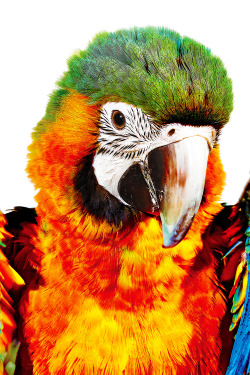 bobbydoherty:  Catalina Macaw for New York Magazine  COLOR-ME