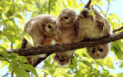 allcreatures:  Baby Ezo ural owls are seen hanging out in a forest in Hokkaido, Japan Picture: Asahi Shimbun/Getty Images (via Animal pictures of the week: 12 June 2015 - Telegraph)