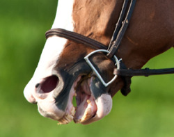 equine-awareness:  Effects of the Bit: Bone SpursMany performance horses suffer from painful mandibular periostitis (bone spurs) caused by bit trauma. Periostitis and resulting bony callus formation can cause severe pain when the bit contacts the damaged