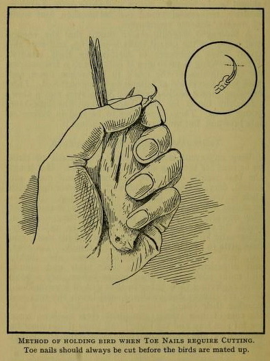 nemfrog:

nemfrog:

“Method of holding bird when toe nails require cutting.” Canaries, a complete and practical guide to the breeding, exhibiting and general management of these popular birds. 1923.

“Toe nails should always be cut before the birds are mated up.”