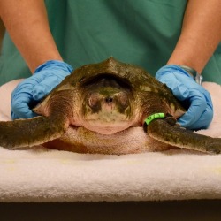 neaq:  Thankful for our rescue team staff, volunteers, and partners, who are working to rescue cold-stunned sea turtles even on frigid holidays. From the volunteers walking Cape Cod beaches with @massaudubonwellfleetbay to the volunteer pilots ferrying
