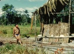   Guyanese woman preparing cassava, from David Attenborough&rsquo;s Zoo Quest in Colour.   