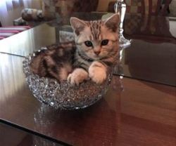 cuddlemycat:  In A Bowl