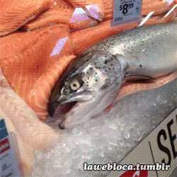 unfriendlyblackstranger:  fearthefullmoon:  twistedviper:  bitter-sweet-laugh:  can-u-not-my-wayward-son:  I’m pISIING  LOL  ARE YOU MISSING THE DUDE IN THE BACK PUTTING THE FISH BACK AFTER LOOKING HER I CAN’T  HAHAHAHA  So perfect 