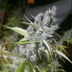 weedporndaily:  Og Ghost Train Haze during the final stages of ripening #raredankness #multicupwinner #notill #futurehash by @goatorganics  FROSTY
