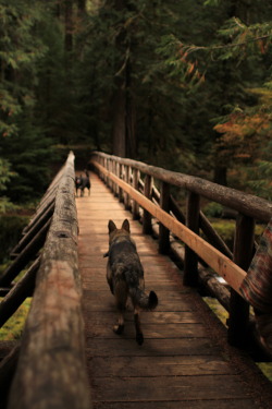 naturepunk:  Cabal on the bridge to Bagby Hot Springs by me 