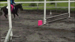 4gifs:Pony riding fail. [video]