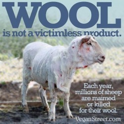 stuartsonofgagajefferies:  cookingplonk:  theirishnonsensical:  amandamariesays:  nerdy-knitting-german:  knitmecrazy:  veganmoonlife:  Wool is cruel #wool #sheep #knitting  Let me tell you something. I OWN sheep. No, we don’t personally use their wool,