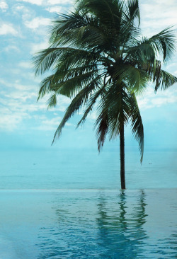 coco-nutkids:  tropical paradise here x