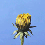 afriet:  dandelion to seed head 