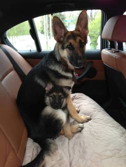 team-bear-arms:  awwww-cute:  Now that’s a safety seat!  OMG