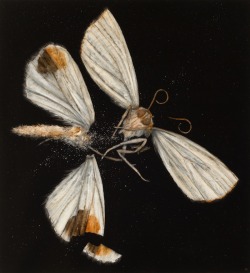 Nicholas Blowers Exploding Moth oil on paper 92 x 85 cm