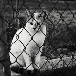 House of kittens/Hace unos días vi una foto de un gato en instagram INCREIBLE, soooo #yolo #kittensneighbor #barrio #hoodcat #dongato #pandilla #cat #kitty #catoftheday #furry 
