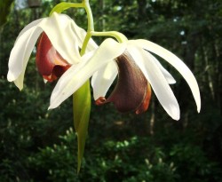 orchid-a-day:  Coelogyne usitanaJune 3, 2019 