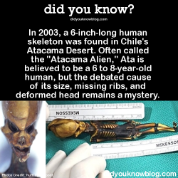 did-you-kno:  In 2003, a 6-inch-long human skeleton was found in Chile’s Atacama Desert. Often called the “Atacama Alien,” Ata is believed to be a 6 to 8-year-old human, but the debated cause of its size, missing ribs, and deformed head remains