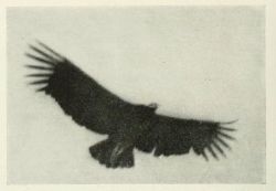 nemfrog:Condor, San Gallan, Peru. Brooklyn Museum Quarterly. Vol. VIII. July 1921. 