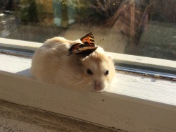 buddy-berry:  hamsterobsessed:  Molly has a real butterfly on her head!  A magical moment..   😍