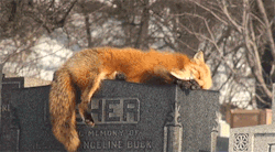 nudityandnerdery:thekidsatheart:yourhippielove:Fox sleeping in a graveyard.  Makes me wonder about reincarnation  Makes me wonder about soulmates   Makes me think that dark stone probably soaks up sunlight and that’s the warmest place around for a fox