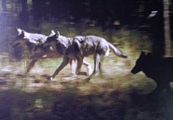 wolveswolves:  Gray wolves (Canis lupus) by Jim and Jamie Dutcher 