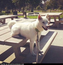 aplacetolovedogs:  Happy Korean Jindo Luna taking a rest. This is how you use this thing right? @lunabojangles For more cute dogs and puppies