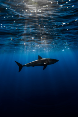 captvinvanity:  Shark | Photographer | CV