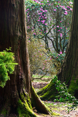 ata-raxie:  Through the Cypress by John PortlockWestonbirt Arboretum, Gloucestershire, UK 