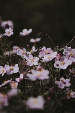 drxgonfly:Soft pink anemone florals (by Annie Spratt)