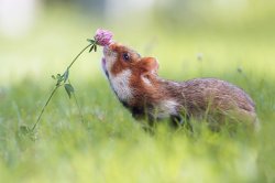 babyanimalgifs:  for anyone that’s having a bad day, here are pictures of animals sniffing flowers