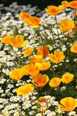 flowersgardenlove:  spring flowers Beautiful gorgeous pretty flowers