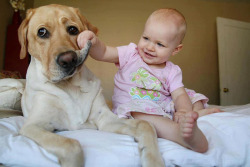 shouldnt:  Babies with big dogs masterpost