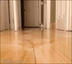 god-its-me-dean-winchester:  4gifs:  Munchkin cat. [video]  OH MY GOD GIVE IT TO ME NOW 