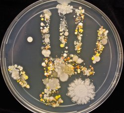 medicine-is-fun:  littlemicrobiologyblog:  mikidora:  Tasha Sturm, a microbiologist and teacher at Cabrillo College, recently took a handprint of her 8-year-old son after he had been playing outside.She then incubated the handprint for 48 hours and let