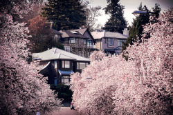ourbedtimedreams:Spring in Vancouver BC Canada by TOTORORO.RORO on Flickr.