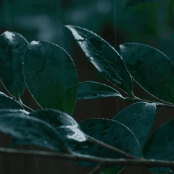 sasiliaa:  Adoro la lluvia  Moi aussie